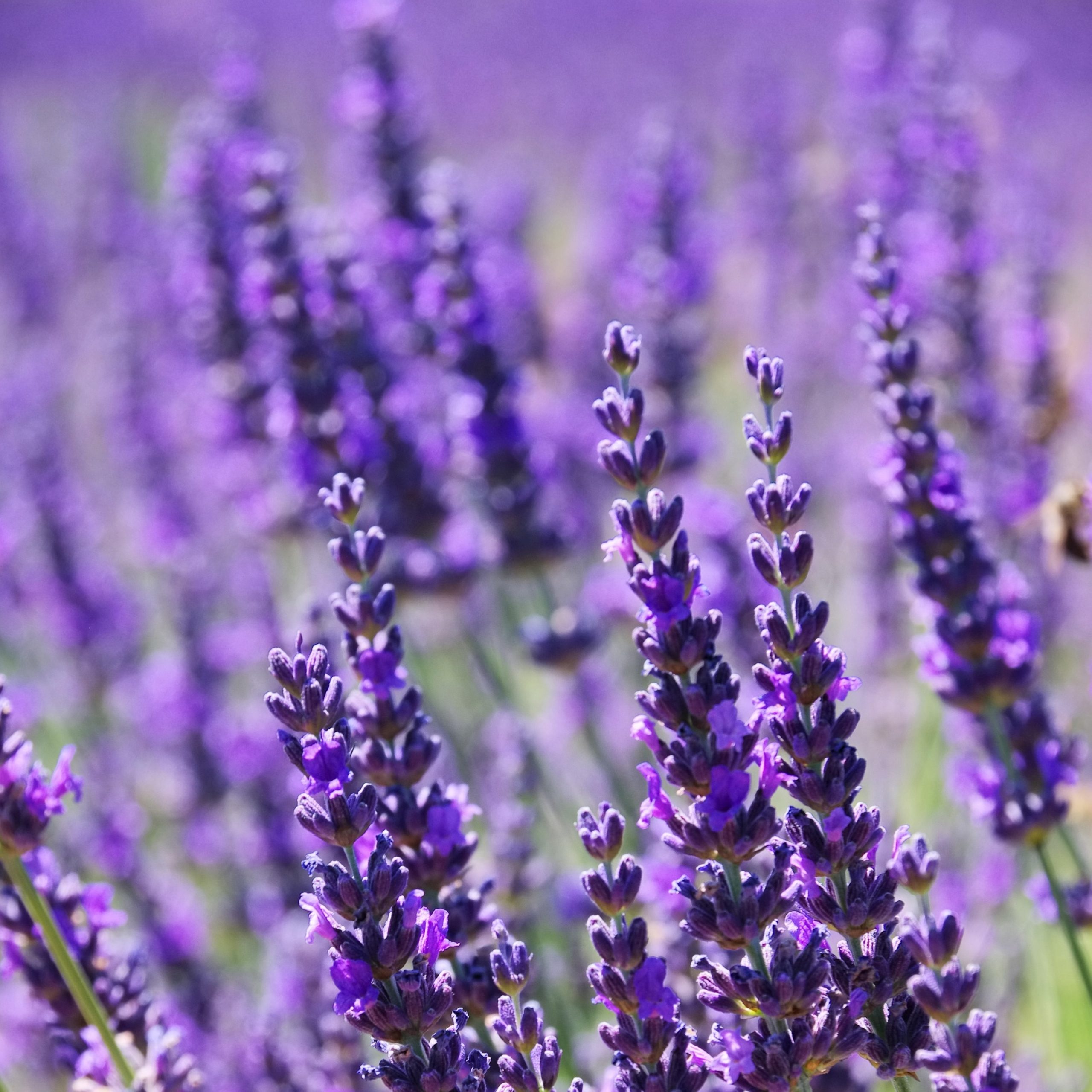 Lavender Essential Oil